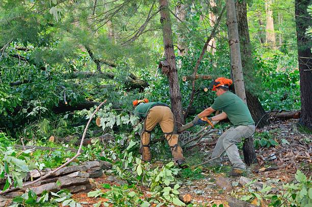 Best Tree Removal Near Me  in Franklin Furnace, OH